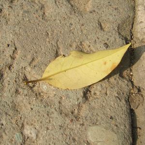 ASian新年裸体pics
